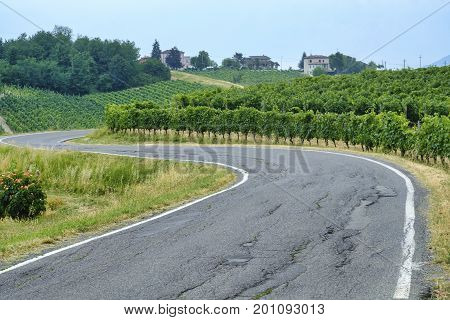 Rural landscape at summertime along the road from Ganaghello to Vicobarone (Piacenza Emilia Romagna Italy) in the Tidone valley. Vineyards