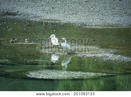 Lodi (Lombardy Italy): two swans in the Adda river