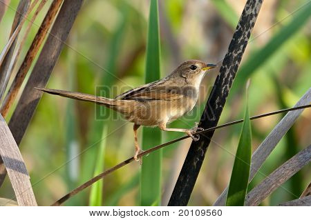 Tawny Grassbird