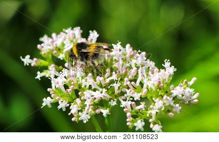 A beautiful bumblebee sitting on a summer flower in summer.