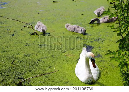 Swan swimming with swan chicks in lake.