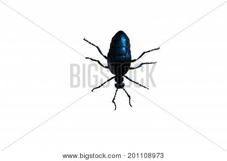 Big black beetle with six legs on white background.