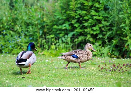 Male duck and female duck in green park on a sunny day.