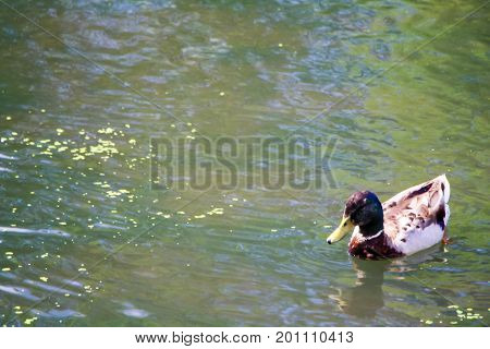 A pretty male duck swimming in small lake in spring.