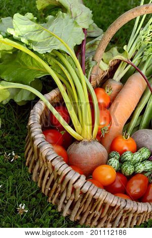 Woven Basket With Fresh Produce From A Vegetable Garden