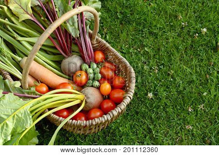 Rustic Basket Filled With Fresh Vegetables From An Allotment