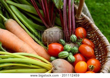 Freshly Harvested Vegetables From The Allotment In A Basket