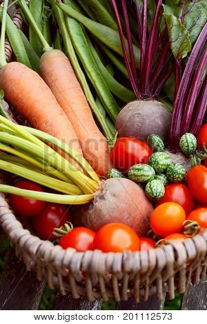 Fresh Produce From A Vegetable Garden Gathered In A Basket