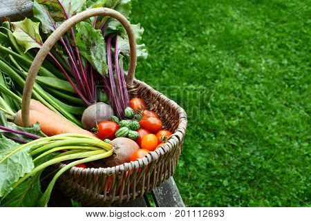 Woven Basket Filled With Freshly Harvested Vegetables From An Allotment