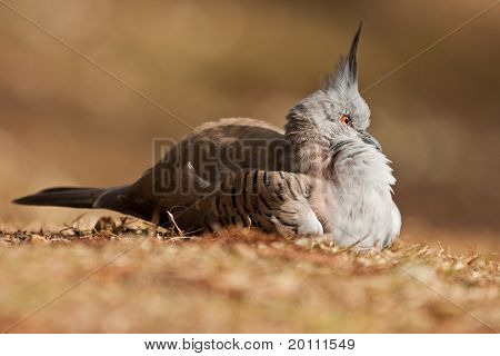 Piccione alibronzate crestato