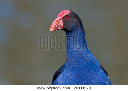 Swamphen สีม่วง