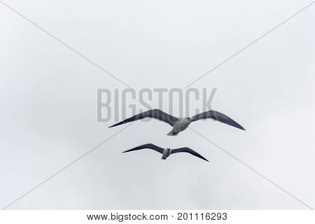 Flying Gull On A Background Of White-grey Sky.