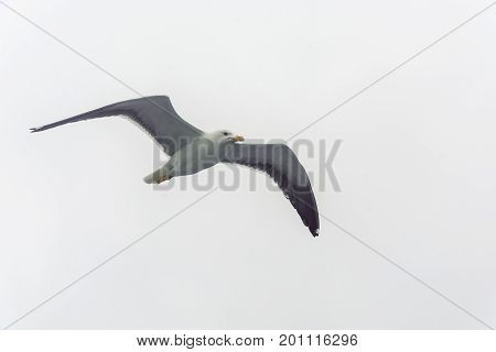 Flying Gull On A Background Of White-grey Sky.