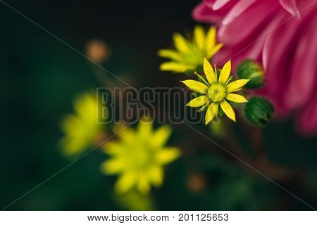 Yellow small flowers grow in the garden. Atmospheric macrophotography of flowers.