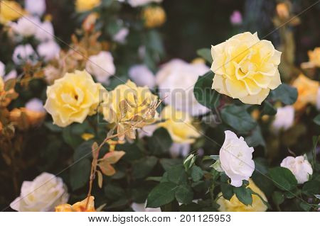 Yellow and white roses blooming in the garden for background or texture Valentine's Day.