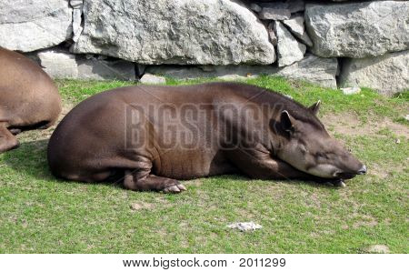 Spanie Tapir