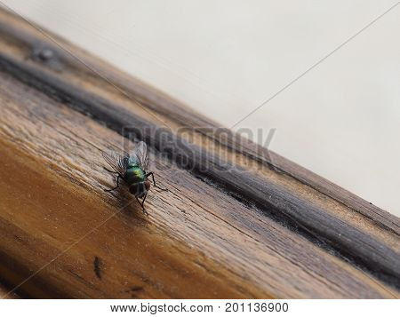 Fly (order Diptera) insect animal on a window sill