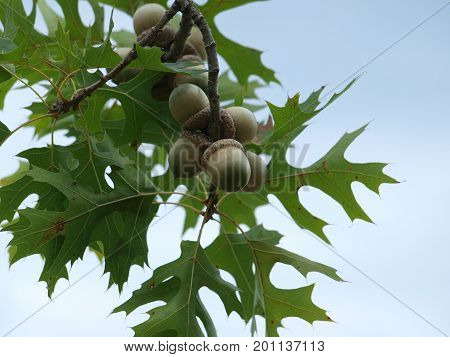 A Bumper Crop Of Acorns This Year Have Appeared
