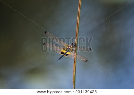 Dragonfly resting on a branch. Rhyothemis phyllis phyllis