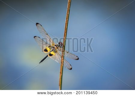 Dragonfly resting on a branch. Rhyothemis phyllis phyllis
