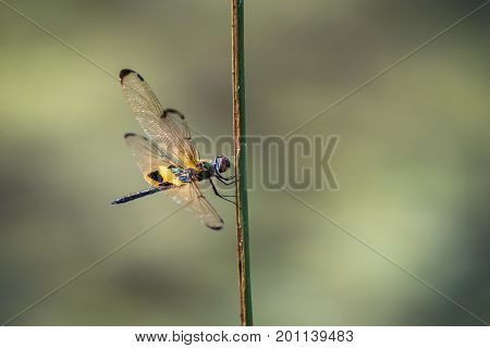 Dragonfly resting on a branch. Rhyothemis phyllis phyllis