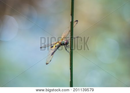 Dragonfly resting on a branch. Rhyothemis phyllis phyllis