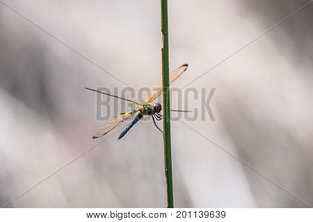 Dragonfly resting on a branch. Rhyothemis phyllis phyllis