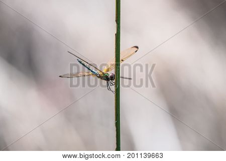 Dragonfly resting on a branch. Rhyothemis phyllis phyllis