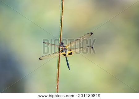 Dragonfly resting on a branch. Rhyothemis phyllis phyllis