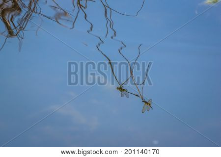 The reflection on the water surface of a dragonfly resting on a branch.. Rhyothemis phyllis phyllis