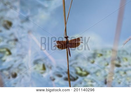 A dragonfly resting on a branch. Neurothemis fluctuans