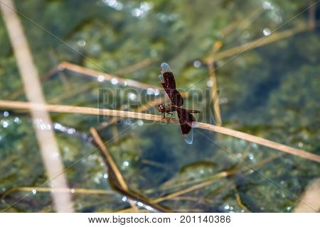 A dragonfly resting on a branch. Neurothemis fluctuans