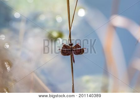 A dragonfly resting on a branch. Neurothemis fluctuans