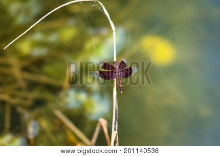 A dragonfly resting on a branch. Neurothemis fluctuans
