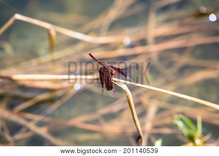 A dragonfly resting on a branch. Neurothemis fluctuans