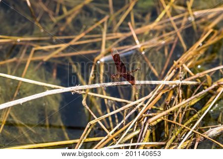 A dragonfly resting on a branch. Neurothemis fluctuans