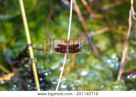 A dragonfly resting on a branch. Neurothemis fluctuans
