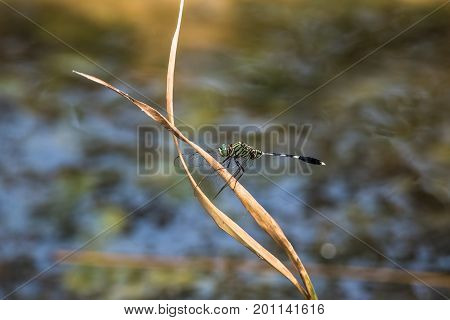 A dragonfly resting on a branch.Orthetrum Sabina (Green Tiger Skimmer)