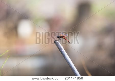 A dragonfly resting on a branch. Tramea transmariana