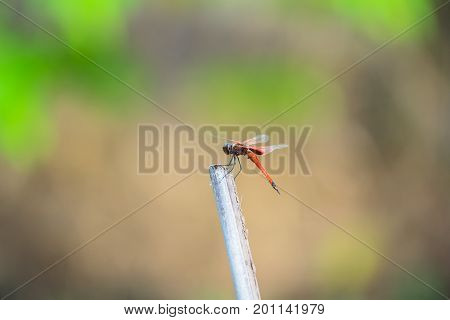 A dragonfly resting on a branch. Tramea transmariana