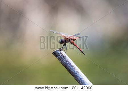 A dragonfly resting on a branch. Tramea transmariana