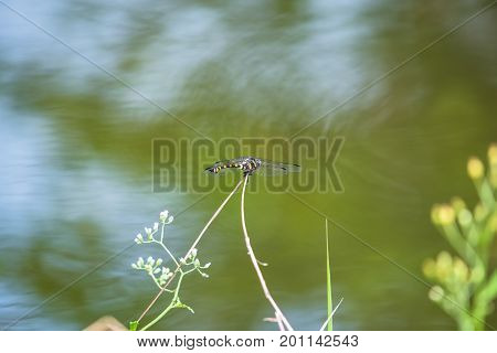 A dragonfly resting on a branch. Ictinogomphus decoratus