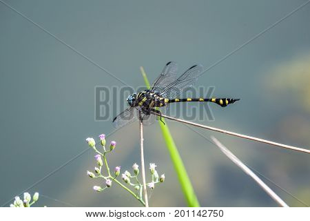 A dragonfly resting on a branch. Ictinogomphus decoratus