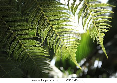 New fern leaves in spring, in Kew Gardens, London