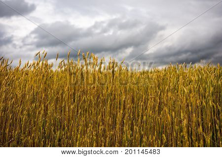 field of rye is especially beautiful in August when everything is ripe