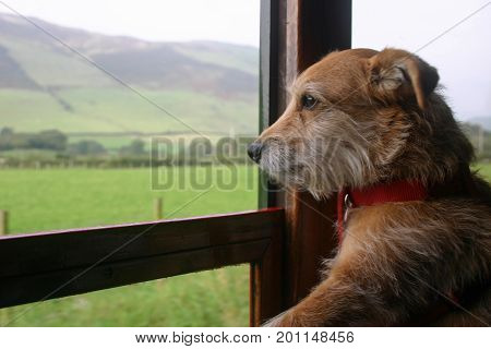 Dog Looking Out Of Railway Carriage Window
