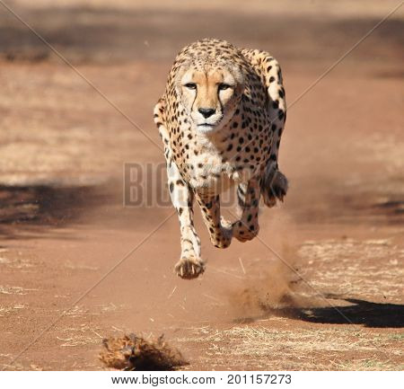 Cheetah running during training session with training machine