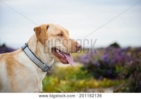 Yellow Labrador Retriever dog outdoor portrait in field