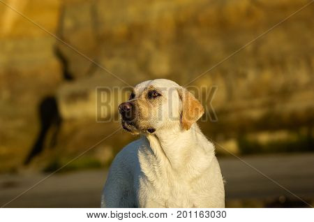Yellow Labrador Retriever dog outdoor portrait against bluffs
