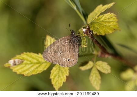 A ringlet butterfly (Aphantopus hyperantus) on a brunch.